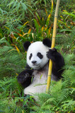 Fototapeta Zwierzęta - Two years aged young giant Pandas (Ailuropoda melanoleuca), Chengdu, Sichuan, China