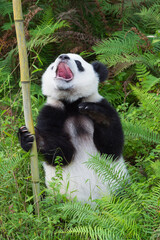 Wall Mural - Two years aged young Giant Panda (Ailuropoda melanoleuca), China Conservation and Research Centre for the Giant Pandas, Chengdu, Sichuan, China