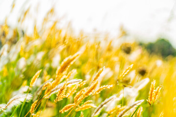 Flowers bathing in the sunlight. 