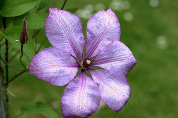 Clematis Blüte violett