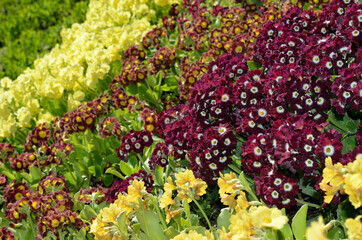 Wall Mural - beautiful different colored primula pubescens flowers in summer sunshine