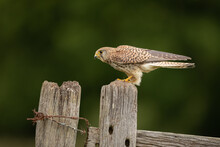 Female Kestrel Perched On A Fence Post With A Green Background. 