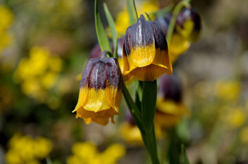 Wall Mural - violet and yellow fritillaria michailovsky flower from turkey, mount palendoken in summer sunshine