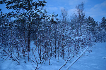 frosty and snowy winter wilderness in december