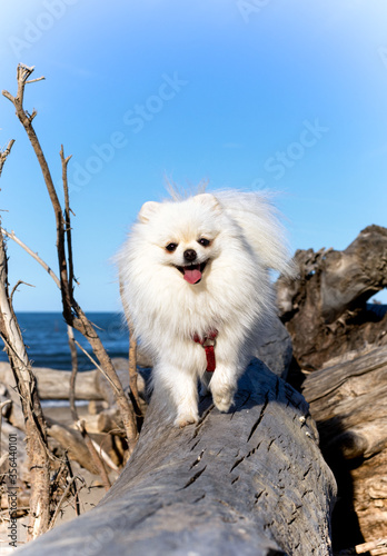 wild pomeranian