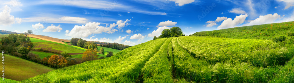 Panoramic rural landscape with idyllic vast green barley fields on hills and trails as lines leading to trees on the horizon, with deep blue sky and fluffy white clouds - obrazy, fototapety, plakaty 