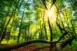 Enchanting green landscape scenery: a forest clearing with the sun shining through green foliage 