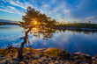 Tree by the lake. Sun shines through the foliage of a tree. Dawn over the lake. Landscape with northern nature. Small tree is merry in the morning. Ladoga. Karelia. Nature of Russia.