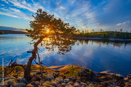 Tree by the lake. Sun shine...