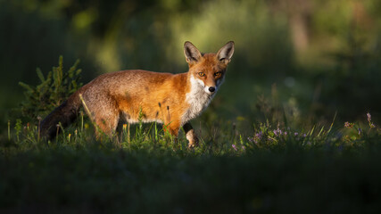 Wall Mural - red fox, vulpes vulpes, walking on glade in summer nature at sunset. mammal standing evening from side. Canine looking into camera on meadow with green grass from profile.