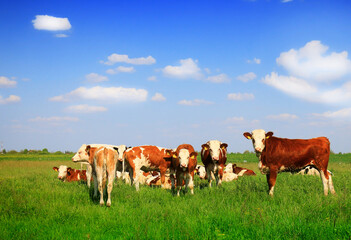 Canvas Print - Cows on a green summer meadow