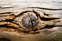 A Gnarly Knot In A Piece Of Wood Creating A Rustic And Rustic Texture.  Close Up Macro Photo Of A Wooden Knot.
