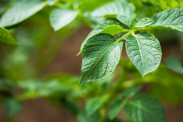 Seedling potatoes. Macro image.