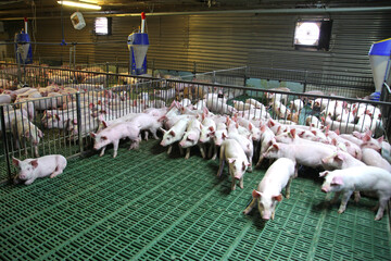 Domestic pigs breeding on a rural animal farm