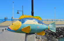 Corralejo Harbour Painted Fish