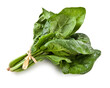 bundle of fresh spinach on white background - Spinaci - Mazzetto di Spinaci Spinaci Freschi  Spinacia oleracea Spinach