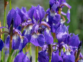 Wall Mural - irises flowers in the garden