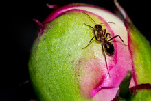 Ant On Peony Flower Bud