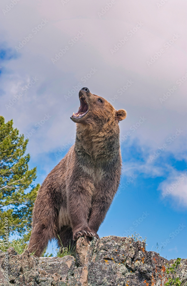 Grizzly bear roar - obrazy, fototapety, plakaty 