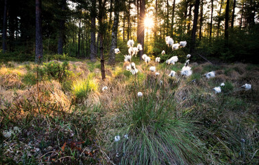 Wall Mural - sunshine over cotton grass in forest