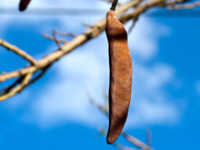 Bauhinia Pod In Front Of Blue Sky