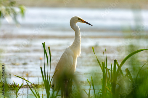 Cuadros en Lienzo White heron on the hunt by the lake