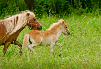 A very small and cute foal of a chestnut shetland pony, near to it`s mother, galoping in  the meadow