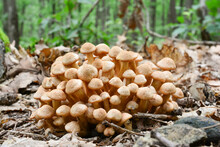 Cluster Of Armillaria Tabescens Or Ringless Honey Fungus