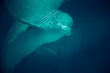 Beluga whale swimming in aquarium