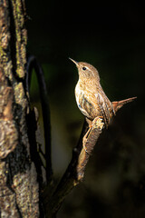 Poster - A wren is perched on a branch looking up at the main tree. It is in bright sunshine and the tree is in shadow.