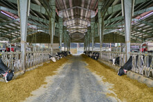 Interior Of Modern Spacious Cow Barn With Cows In Stalls Eating Hay Near Metal Fence Under Metal Roof On Modern Farm In Countryside