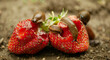 Spanish slug pest Arion vulgaris snail parasitizes on strawberry moves garden field, eating ripe fruit plant crops, moving invasive brownish dangerous agriculture, farming farm, poison pesticides