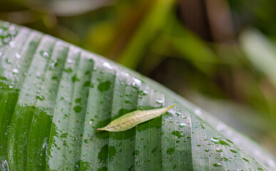 
leaf on leaf