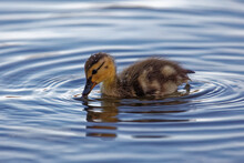 A Mallard Duckling Covered With Water Droplets.