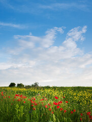 Fotomurales - Red poppies blossom on wild field with beautiful sky