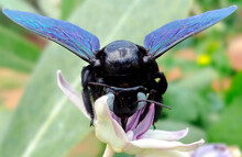 Close-up Of An Carpenter Bee Collecting Honey From A Crown Flower.