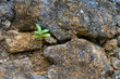 Small plant germinating in the rocks, adapting to the environment.