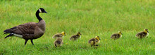 Adult Canada Goose With Goslings Walking In A Line On Wet Grass.