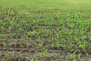 Poster - Corn Field