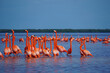 © Linda Harms - Celestun, Yucatan, Mexico: American flamingos - Phoenicopterus ruber -  wading in the shallow waters of the Celestun Biosphere Reserve.
