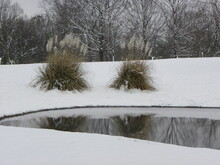 Snow Around A Pond