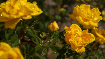 wet yellow rose on a green background in drops.