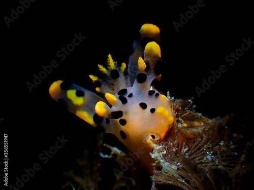 Cuadros en Lienzo Pikachu Nudibranch with its vivid coloration