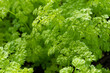 Chervil (Anthriscus cerefolium), sometimes called French parsley or garden chervil, is a delicate annual herb related to parsley