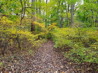 The view of hiking trail in the fall near Bellevue State Park, Wilmington, Delaware, U.S.A