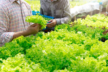 Wall Mural - Hydroponics farm ,Worker testing and collect environment data from lettuce organic hydroponic vegetable at greenhouse farm garden.