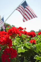 Red Geranium Flowers With American Flag In Background