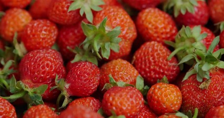 Sticker - lots of fresh young fragrant delicious red strawberries close up