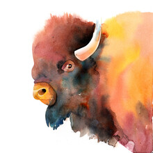 Mountain Bison, Image Of A Bull. Watercolor Illustration Isolated On A White Background