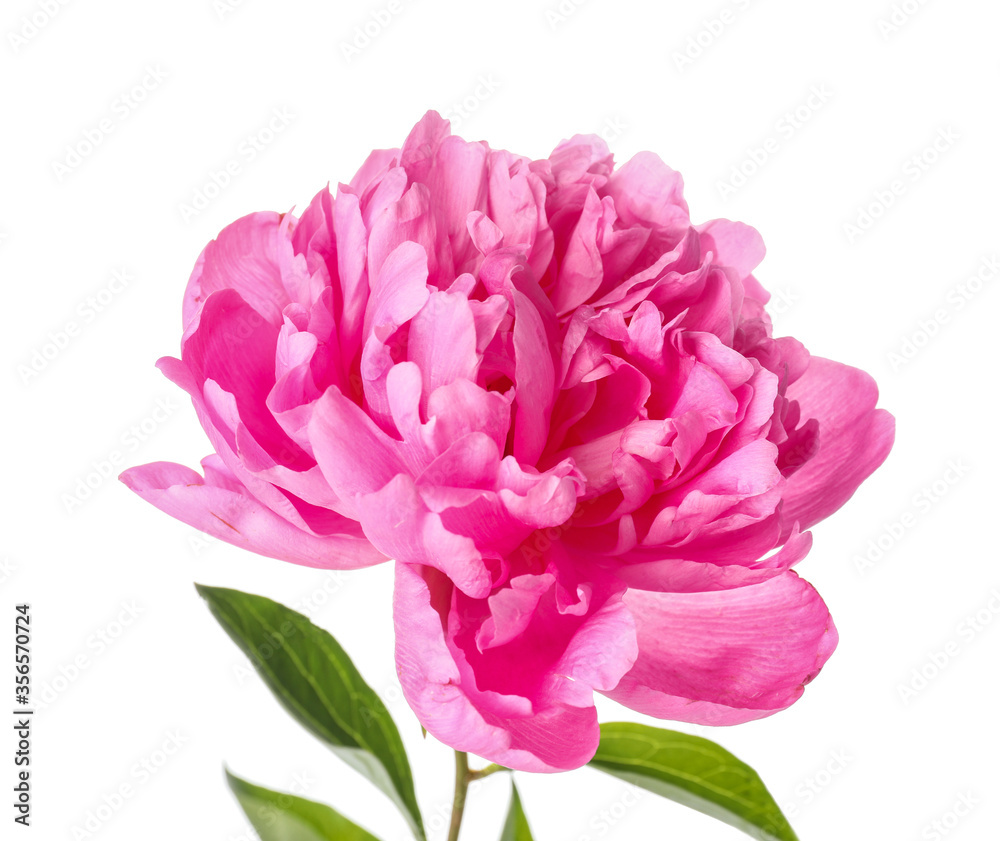 Beautiful peony flower on white background